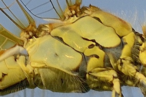 Sympetrum da ID